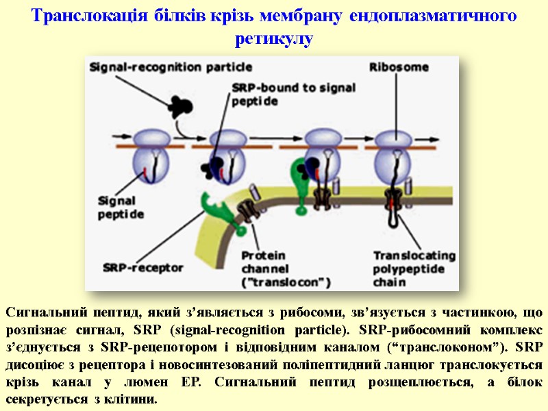 Сигнальний пептид, який з’являється з рибосоми, зв’язується з частинкою, що розпізнає сигнал, SRP (signal-recognition